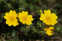 Potentilla crantzii Potentilla crantzii