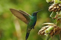 Humming Bird Humming Bird